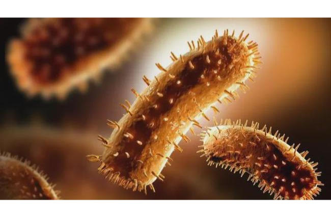 什么是細菌？細菌的結構及細菌的分類介紹-樂中環保