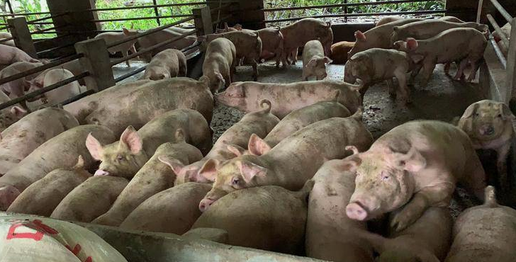 生豬宰豬場污水處理方法|工藝流程-樂中環保-1 生豬宰豬場污水處理方法|工藝流程-樂中環保-1