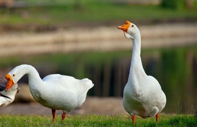 養鵝廢水怎么處理|方案|工藝流程 養鵝廢水怎么處理|方案|工藝流程
